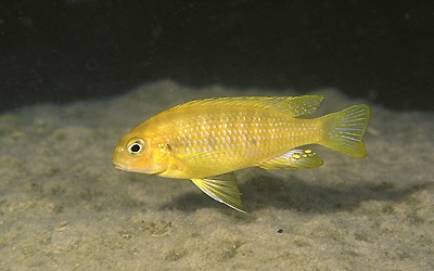 Tropheops sp. 'gold otter' Otter Point